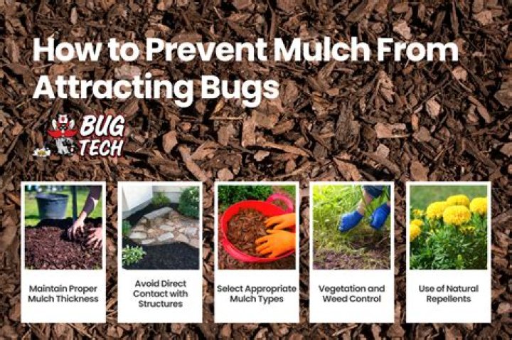 What mulch does not attract bugs?