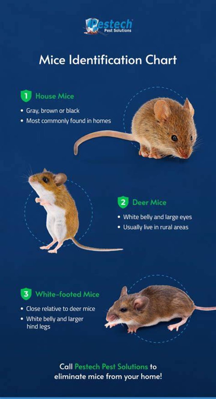 What noise do baby mice make?