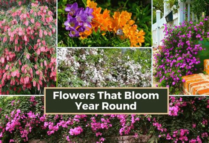 What plant blooms once every 100 years?