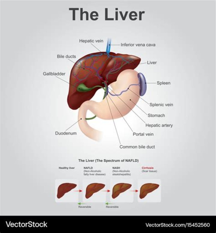 What side is your liver on female?