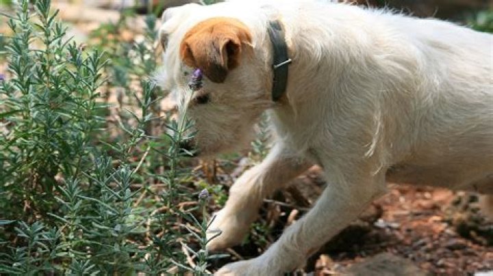 What smells do dogs not like?
