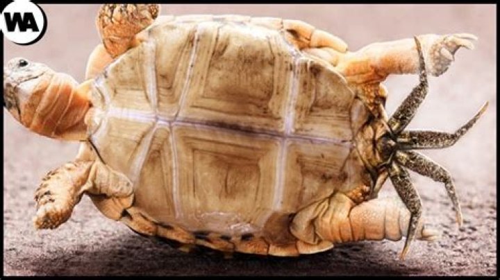 When a turtle dies what happens?