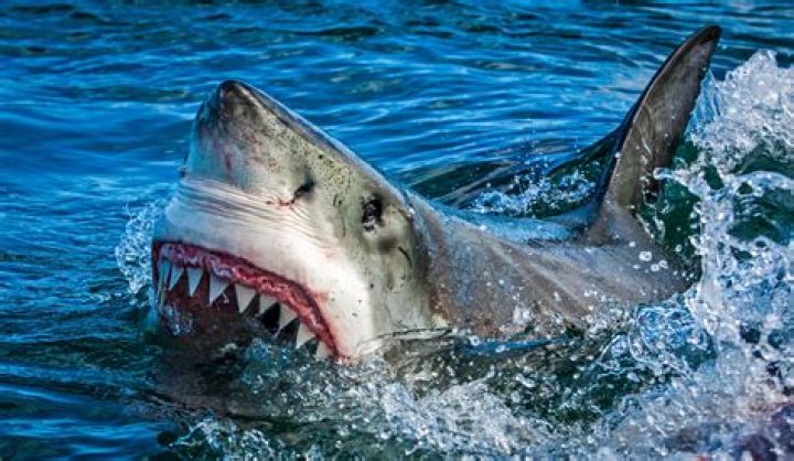 Where are sharks afraid of?