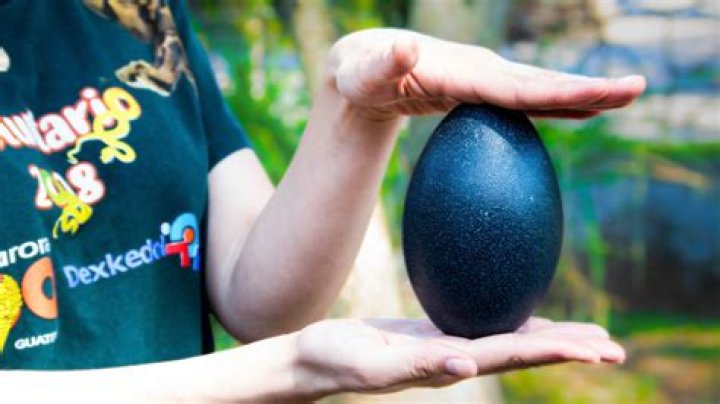 Which animal has the biggest egg?