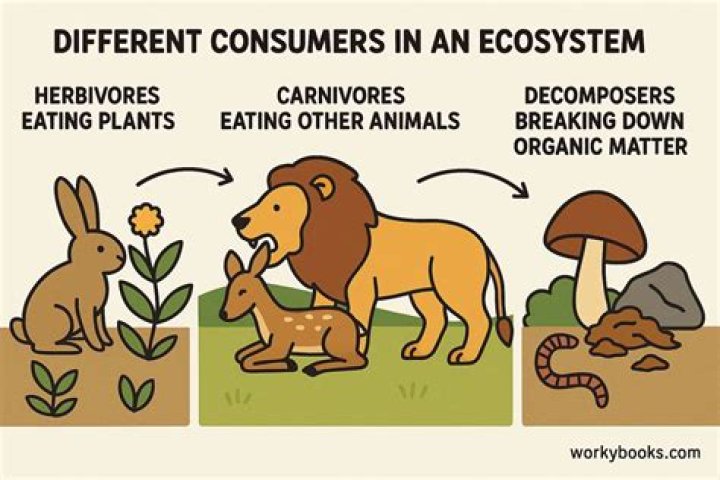 Which animals are consumers?