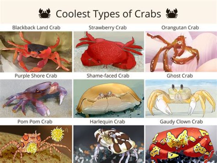 Which crab is best to eat?