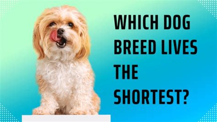 Which dog breed lives the shortest?