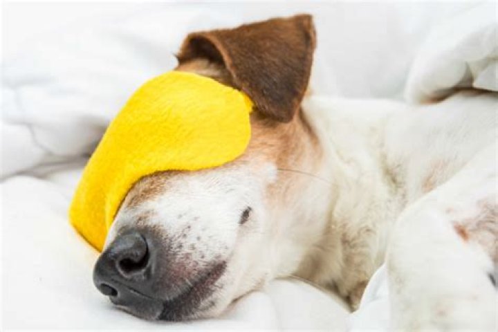 Which dogs sleep the most?