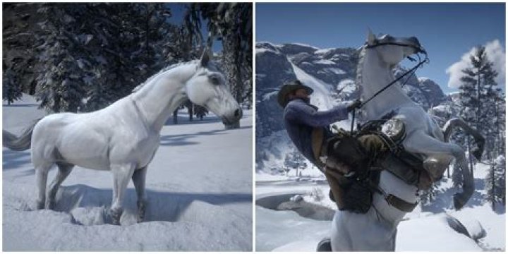 Which horse is best Crown Tundra?
