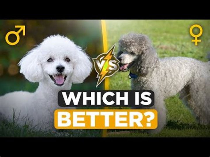 Which is better male or female standard poodle?