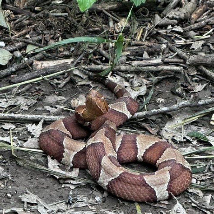 Which is more poisonous rattlesnake or copperhead?