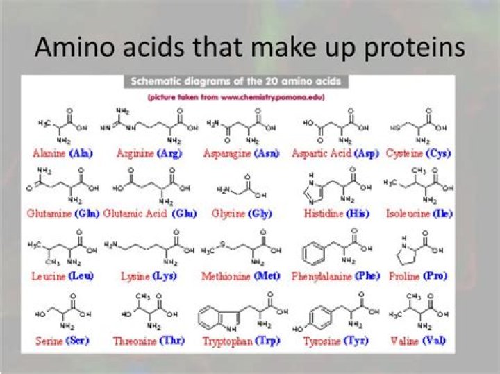 Which of the following must be true about the amino acids that make up the protein?