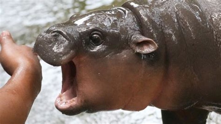 Who got eaten by a hippo?