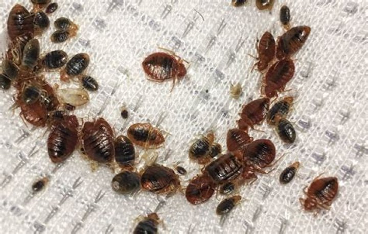 Why are bed bugs so common now?