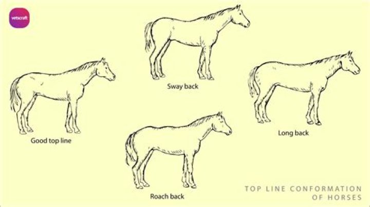 Why are horses backs so strong?