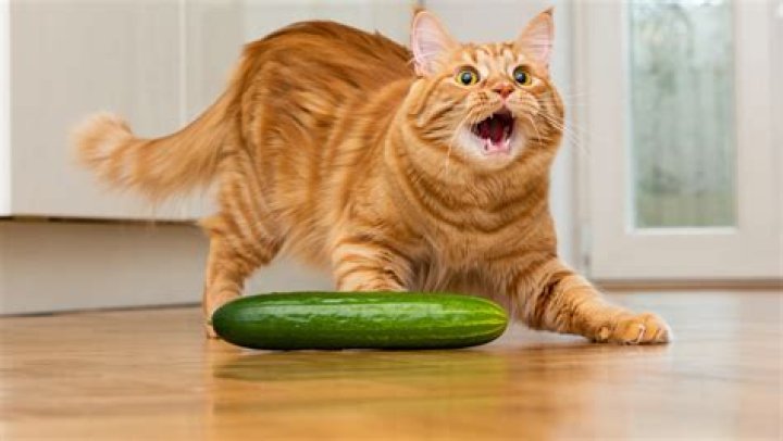 Why cats are afraid of cucumbers?