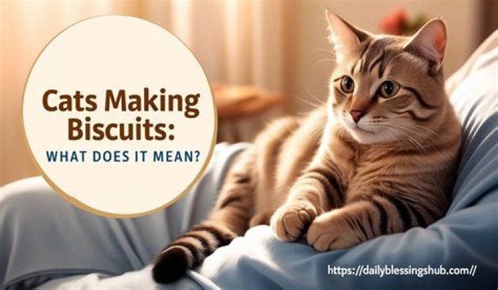 Why do cats make biscuits?