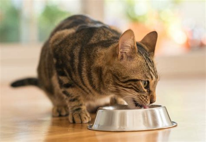 Why do cats want you to walk them to their food?