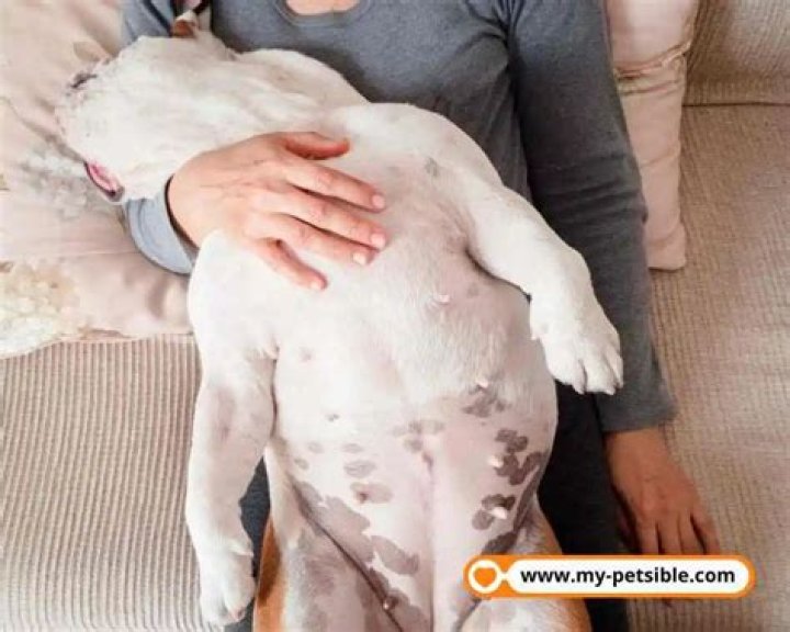 Why do dogs expose their belly?