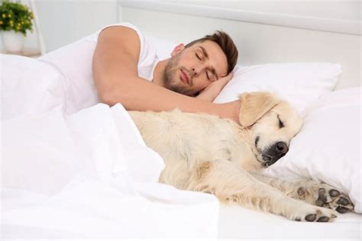 Why do dogs like to sleep under the covers?