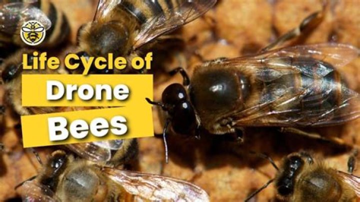 Why do drone bees get kicked out of the hive?