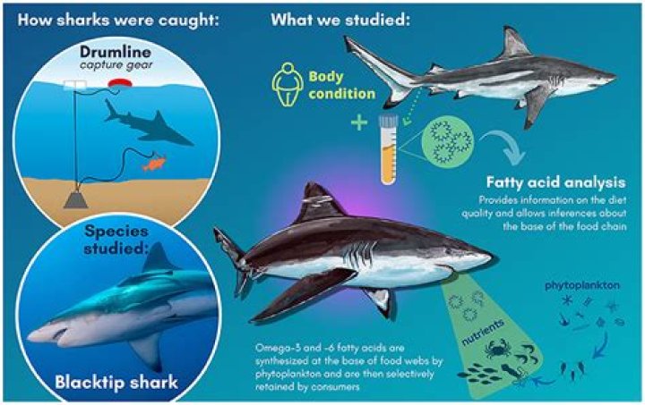 Why do sharks eat their siblings?