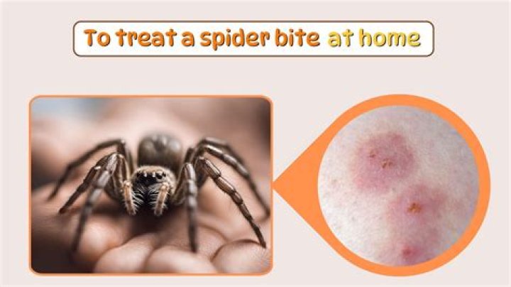 Why do spiders bite at night?