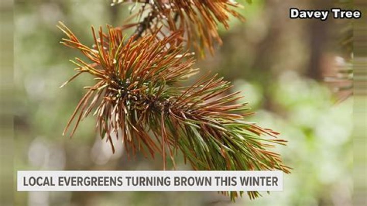 Why do trees turn brown?