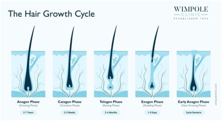 Why does hair grow back after plucking it?
