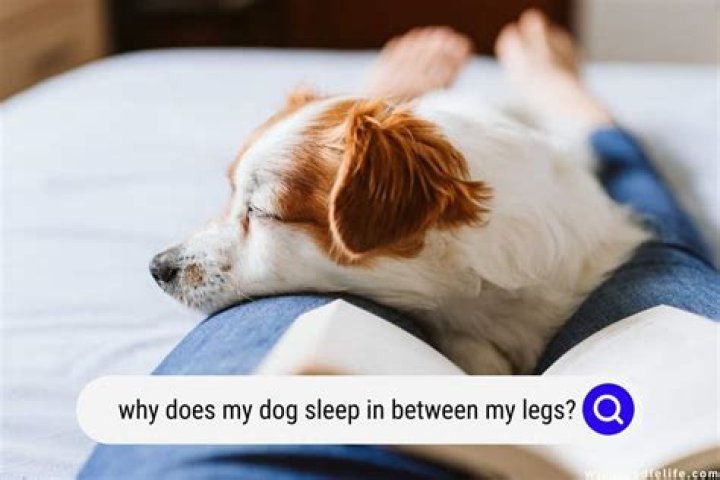 Why does my dog have to touch me while sleeping?