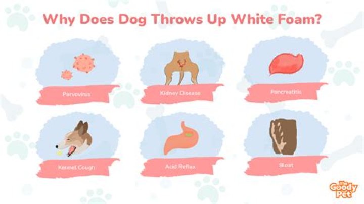 Why does my dog keep spitting up white foam?