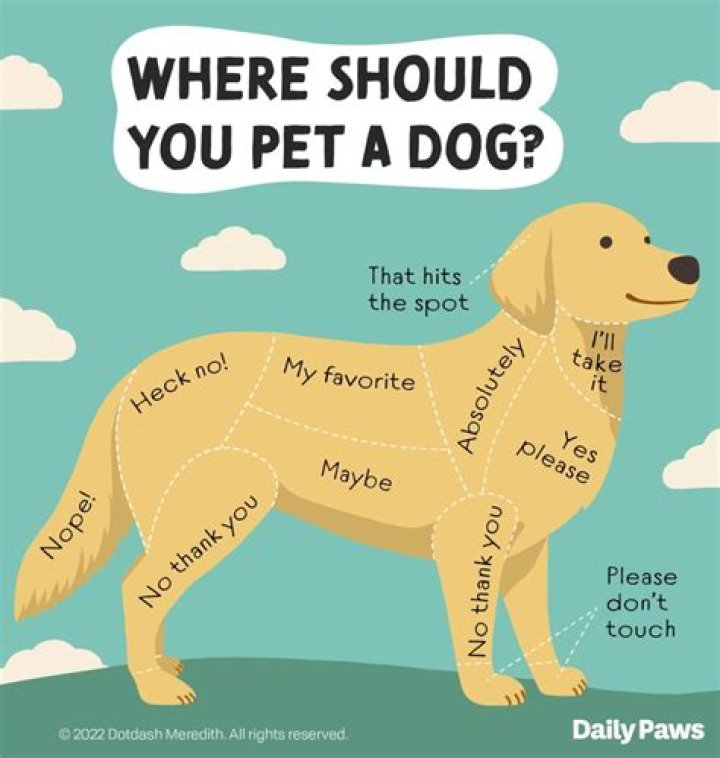 Why does my dog present her bum to me?