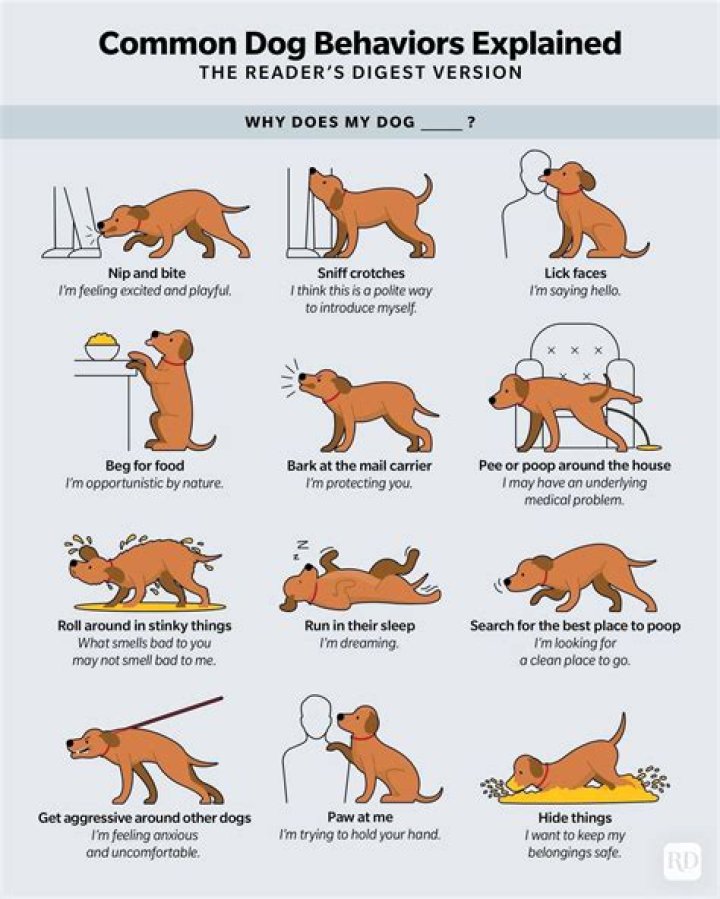 Why does my dog turn his back to me when I pet him?