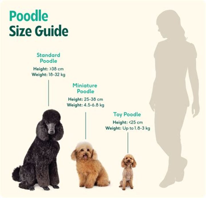 Why does my Poodle bark at me?