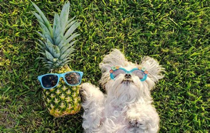 Why does pineapple stop dogs from eating poop?