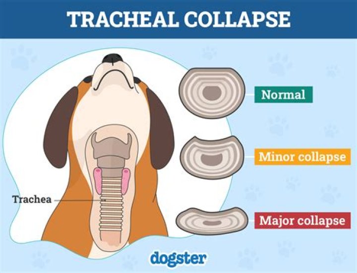 Why is my dog coughing like something is stuck in his throat?