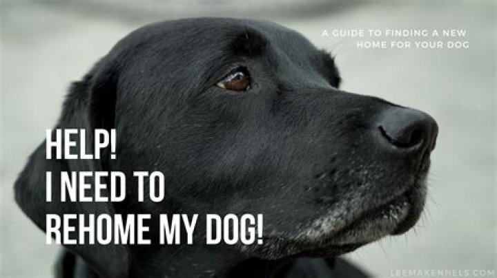 Will my dog be sad if I rehome him?